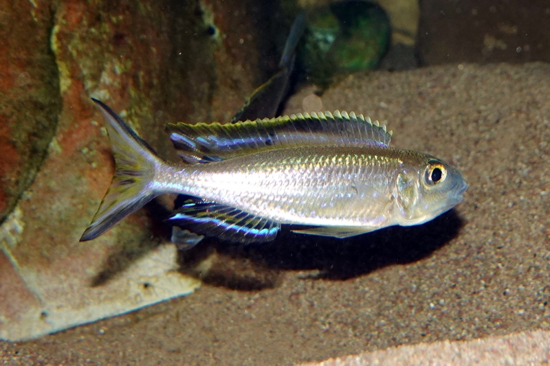Lestradea perspicax 'Kawasindi Island'